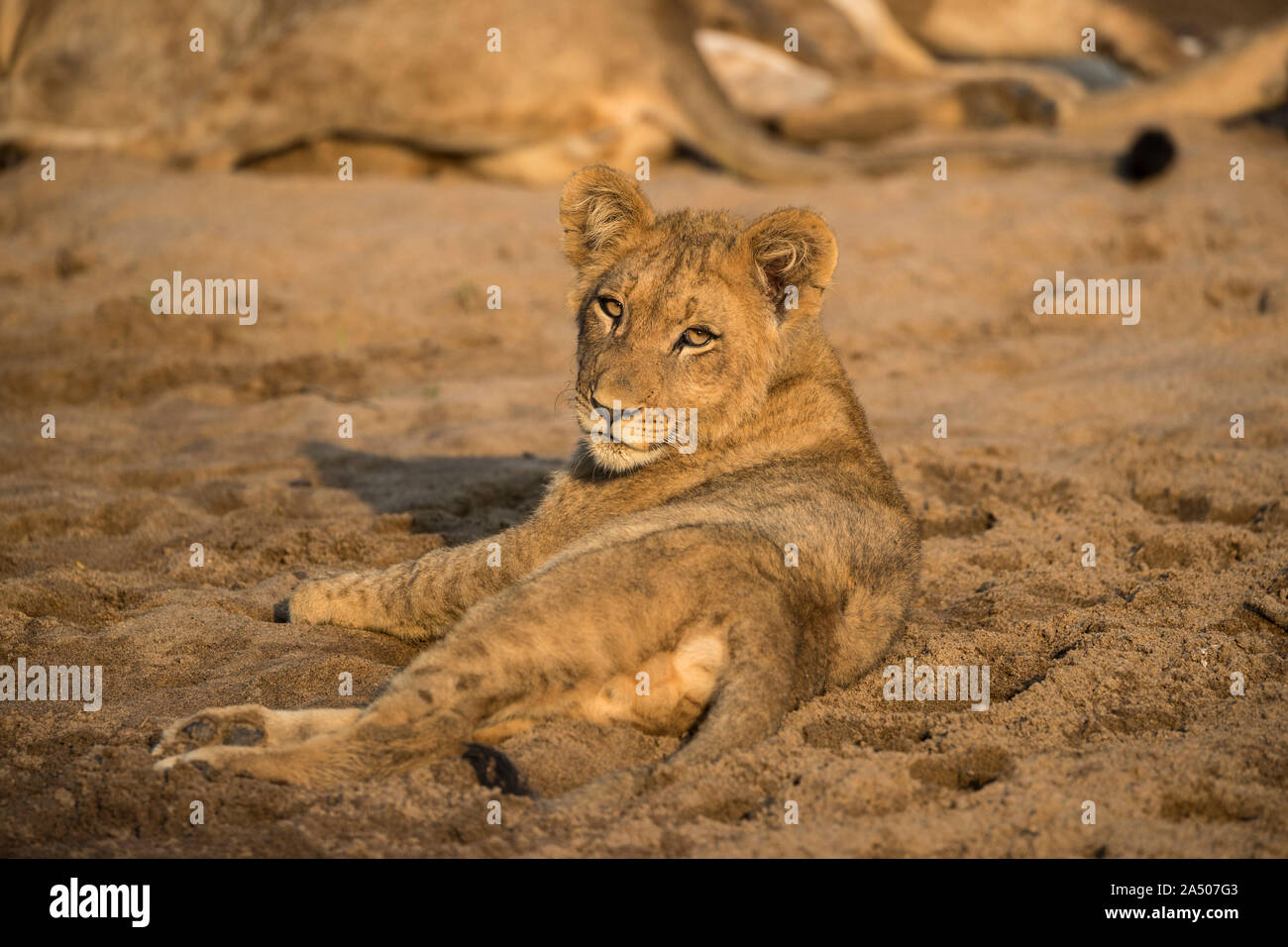 Löwe (Panthera leo) Cub, Zimanga Private Game Reserve, KwaZulu-Natal, Südafrika Stockfoto