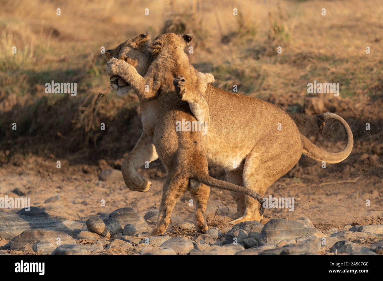 Löwin (Panthera leo) spielen mit Cub, Zimanga Private Game Reserve, KwaZulu-Natal, Südafrika Stockfoto