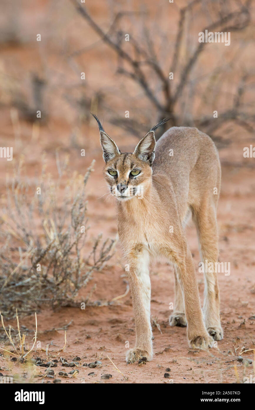 Afrikanisches karakal Fotos und Bildmaterial in hoher Auflösung Alamy