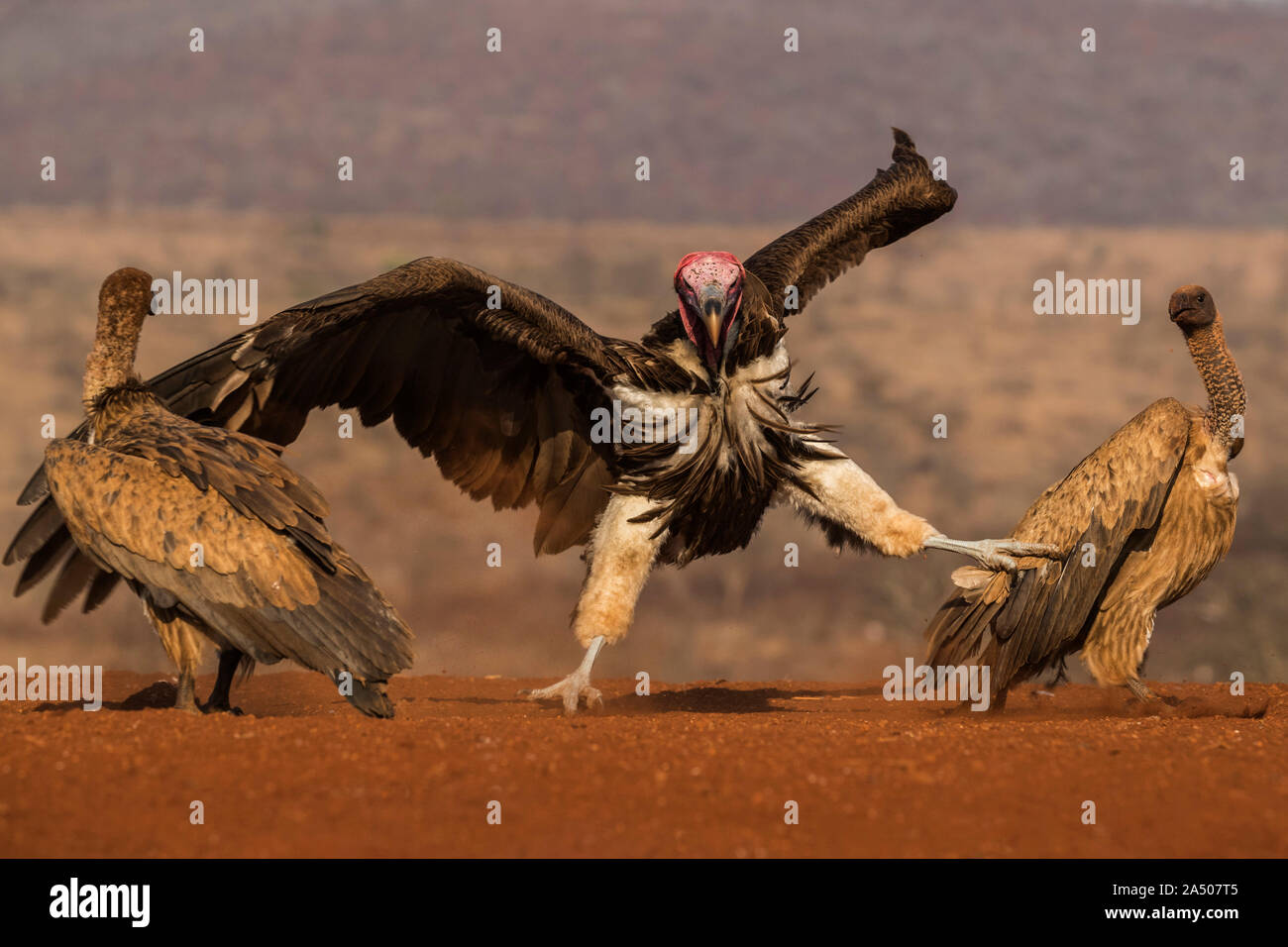Lappetfaced Vulture (Torgos tracheliotos) einschüchtern whitebacked Geier, Zimanga Private Game Reserve, KwaZulu-Natal, Südafrika, Stockfoto