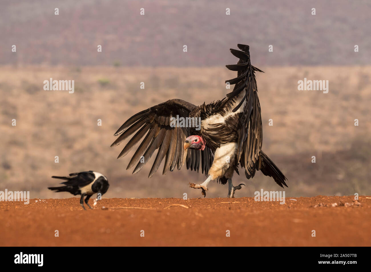Lappetfaced Vulture (Torgos tracheliotos) Jagen pied Crow für Lebensmittel, Zimanga Private Game Reserve, KwaZulu-Natal, Südafrika Stockfoto