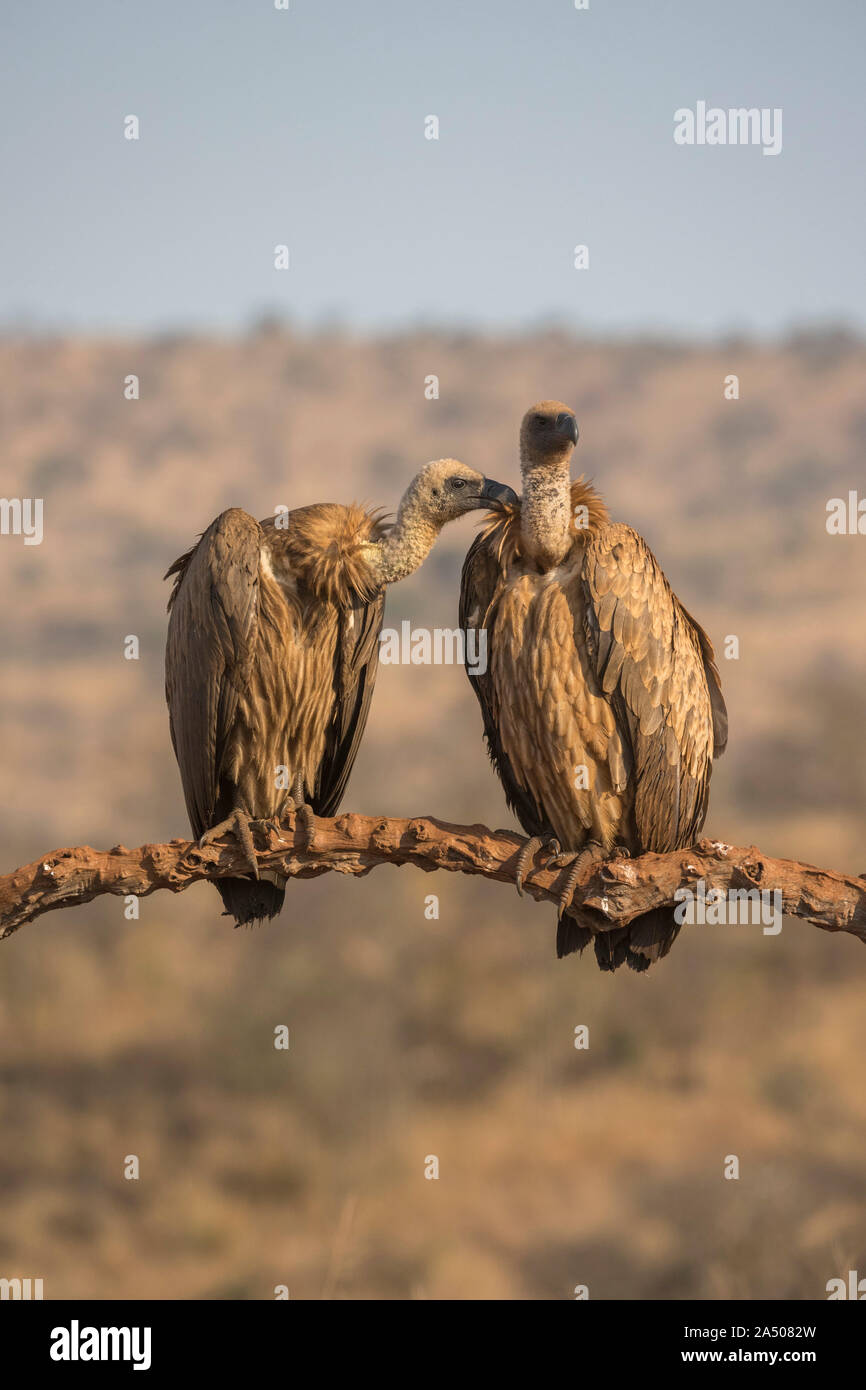 Weißrückenspecht Geier (abgeschottet Africanus), Zimanga private Game reserve, KwaZulu-Natal, Südafrika Stockfoto