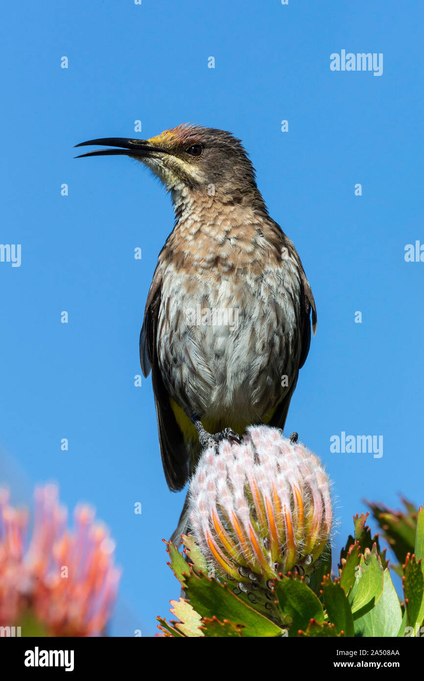 Cape sugarbird (Promerops cafer), Kirstenbosch National Botanical Garden, Cape Town, Südafrika, Stockfoto