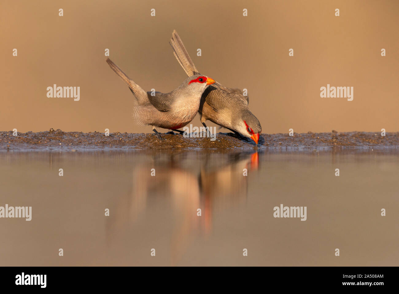 Gemeinsame waxbills (Estrilda astrild) am Wasser, Zimanga Private Game Reserve, KwaZulu-Natal, Südafrika Stockfoto