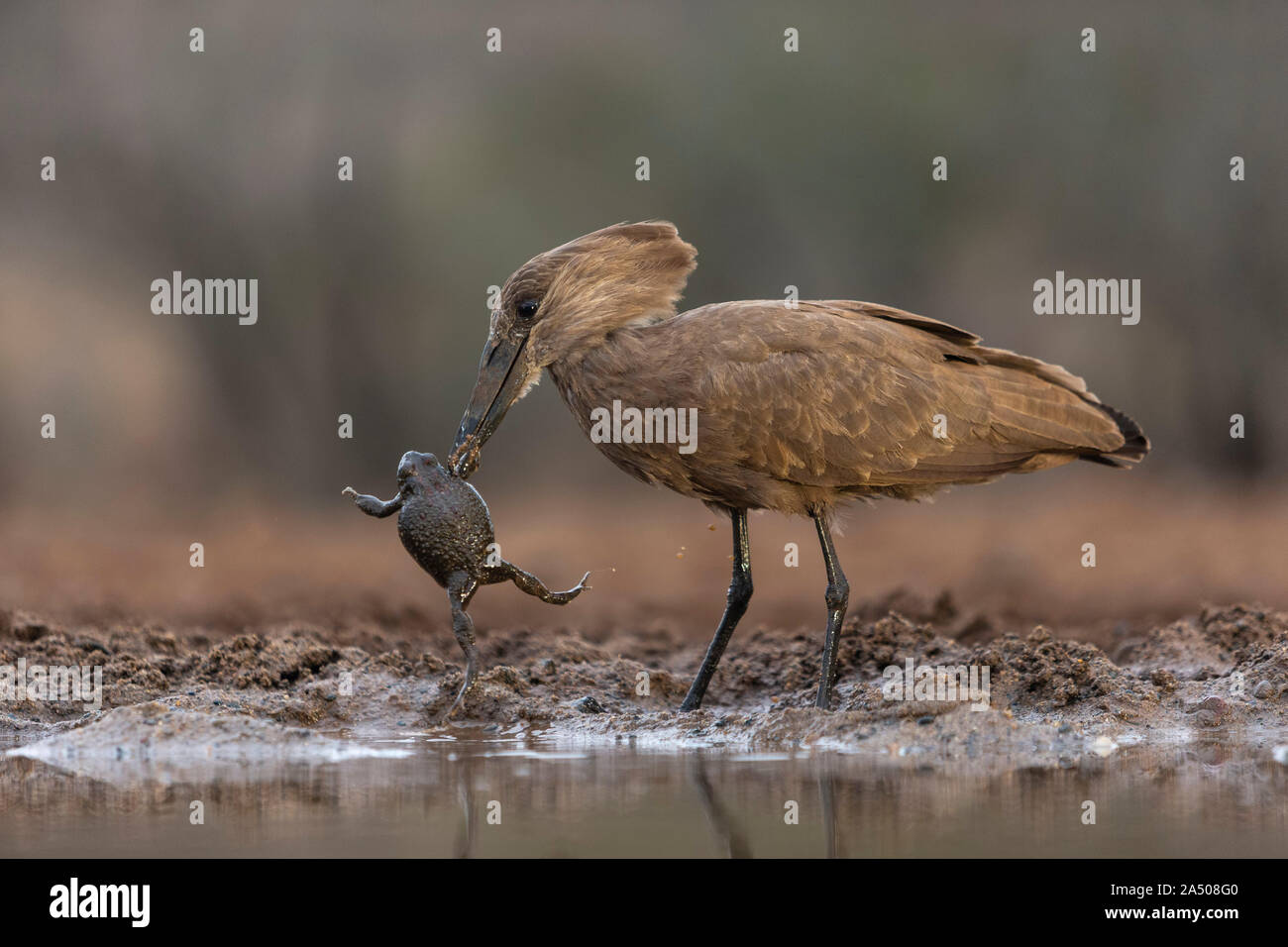 Hamerkop (Scopus umbretta) essen Frosch, Zimanga Private Game Reserve, KwaZulu-Natal, Südafrika Stockfoto