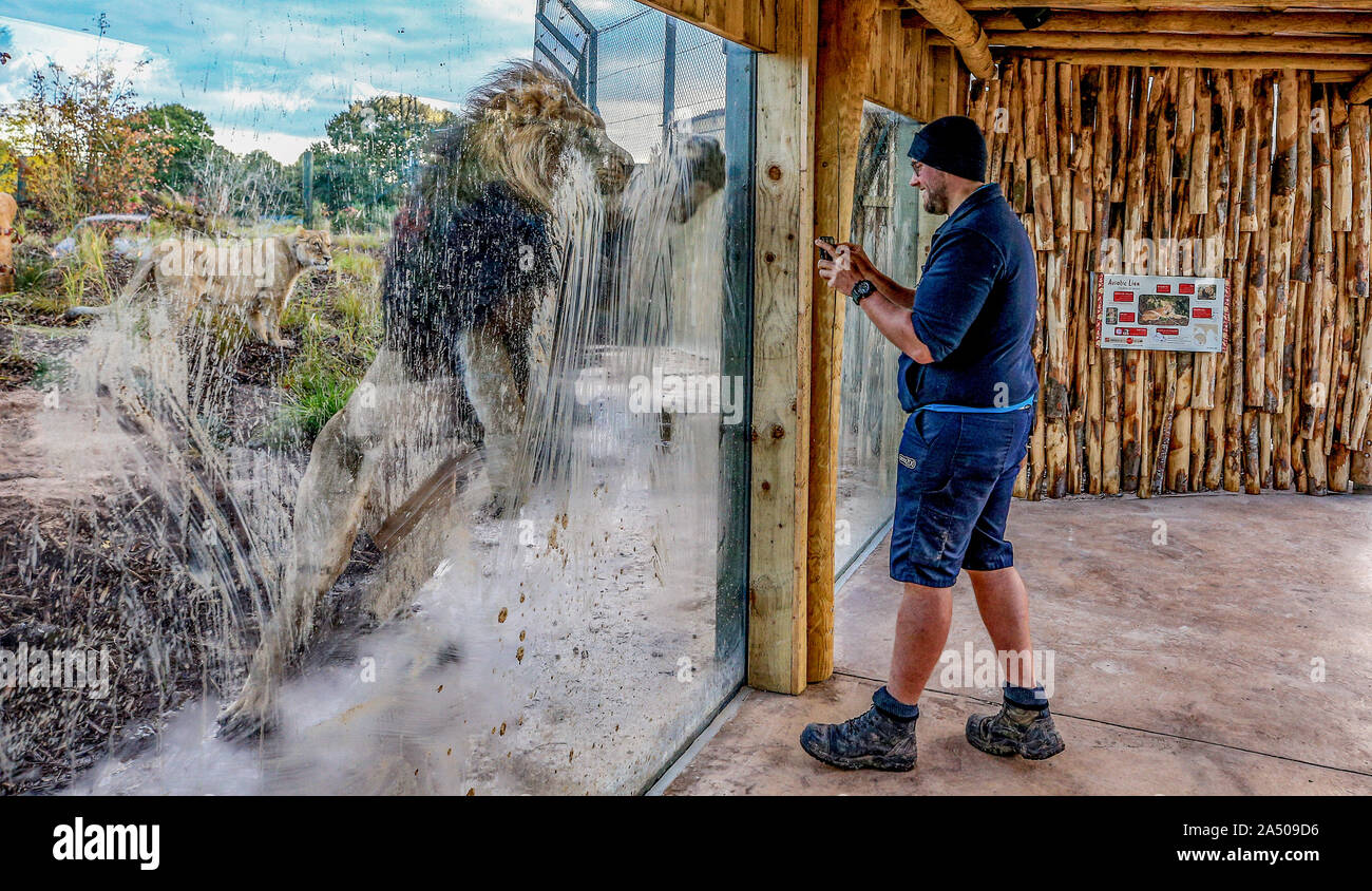 Lblis, ein männlicher Löwe, macht Gesichter an Keeper Kieran Cieslinski durch ein Fenster der neuen Lion Habitat im Zoo von Chester, Cheshire. Stockfoto