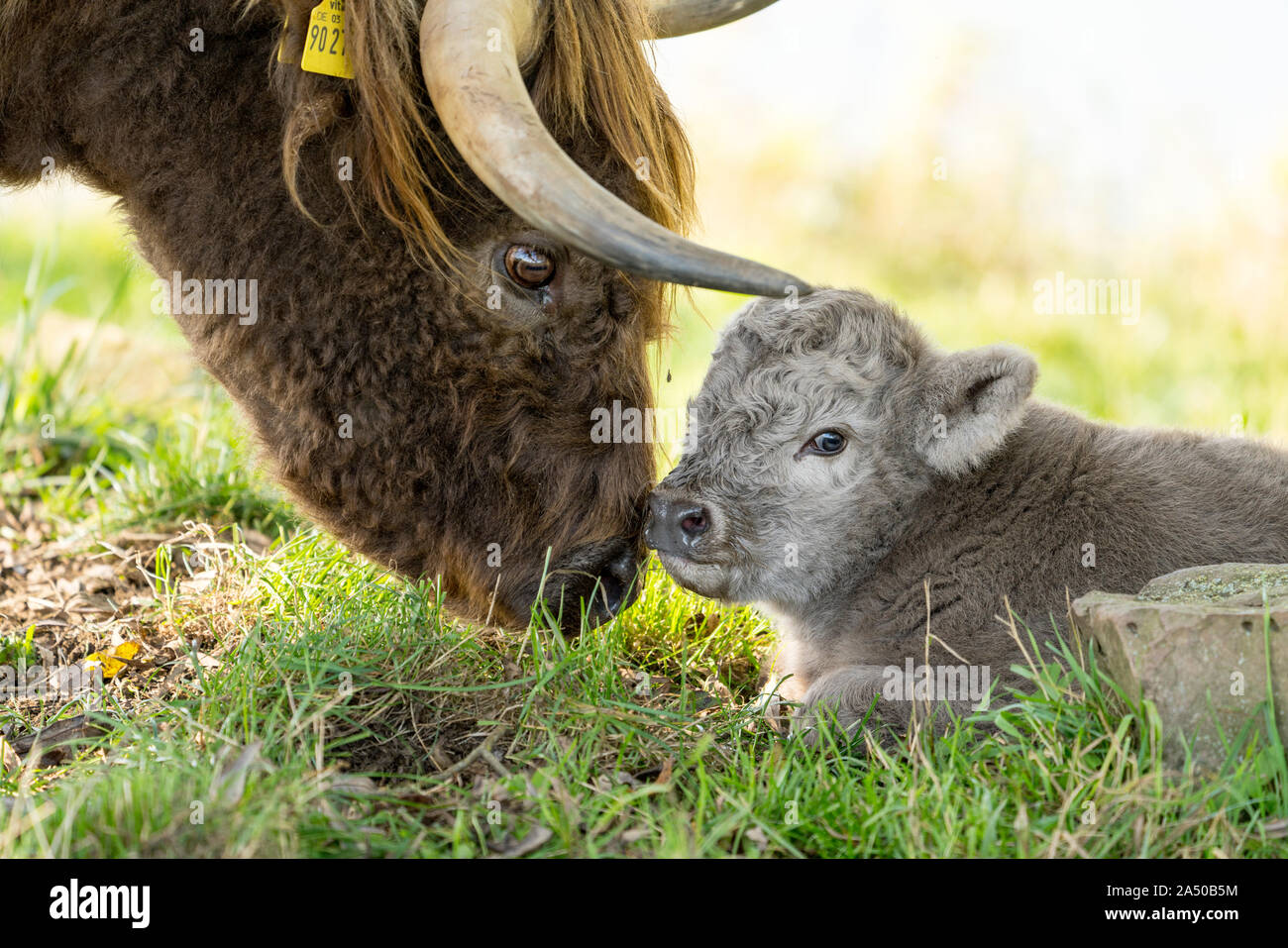 Highland Cattle, Mutter Kuh mit Kalb Stockfoto