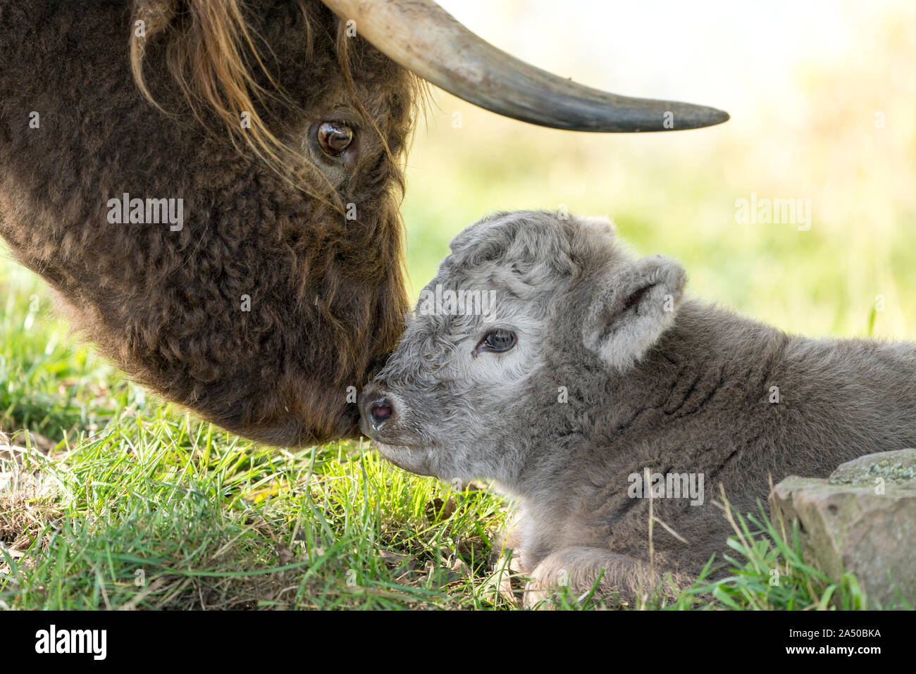 Highland Cattle, Mutter Kuh mit Kalb Stockfoto