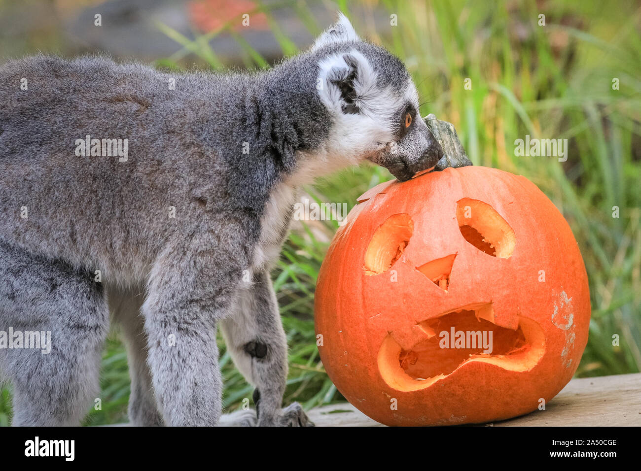 London, UK, 17. Okt 2019. Ein Ring-tailed Lemur (Lemur catta) spielt Trick oder mit Baby Kürbisse und mini Kessel behandeln. Lemuren, pygmy Flusspferde und Tiger sind alle in der Halloween Geist, wie ZSL London Zoo zählt bis eine Woche der teuflischen Familie Spaß für die Hälfte. Stockfoto