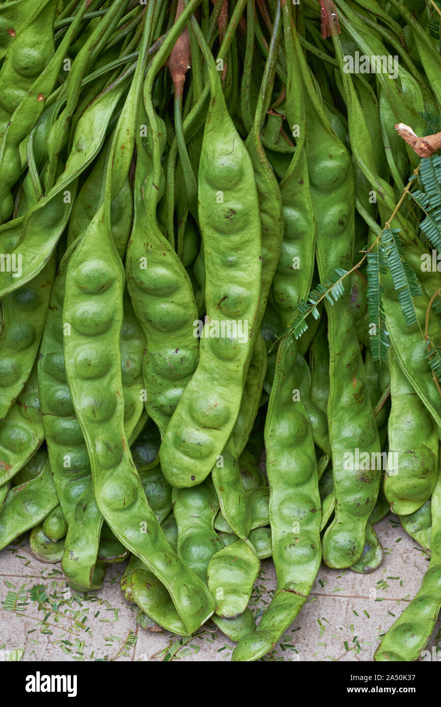 Hülsen der Gestank Bohnen oder bittere Bohnen, in Thai sataw/Sator (ผัดสะตอ), Lat. Parkia speciosa, ein beliebtes Nahrungsmittel besonders im südlichen Thailand & Malaysia Stockfoto