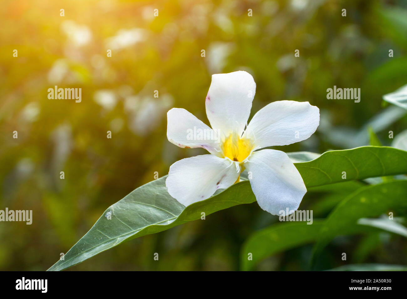 Nyctanthes Arbor tristis Nacht Shiuli Blume im Park. Stockfoto