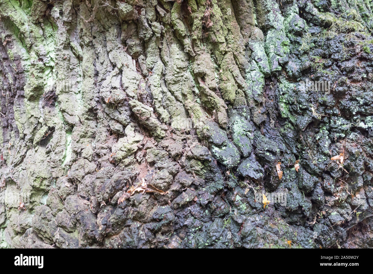 Textur der alte Baum Rinde Stockfoto