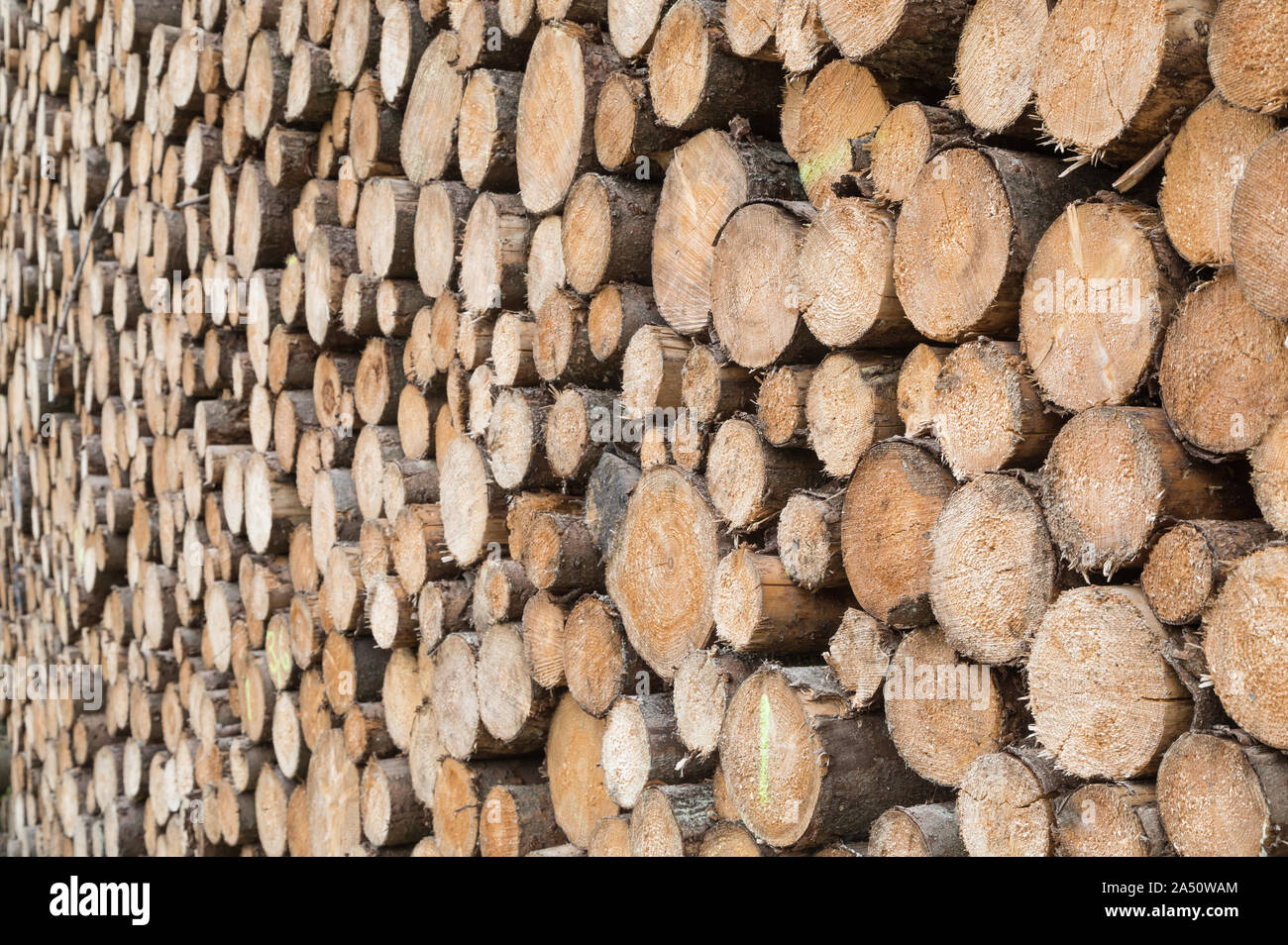 Textur aus gestapelten Baumstämmen Stockfoto