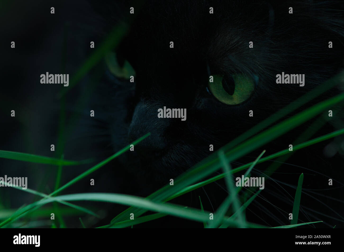 Schwarze Katze mit grünen Augen verborgen in der Dunkelheit hinter grünen Gras Stockfoto