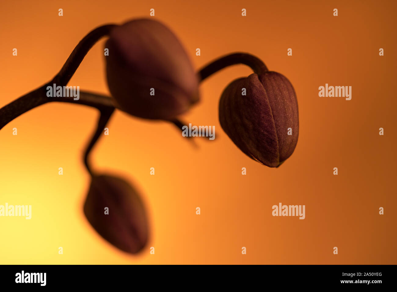 In der Knospe Orchidee auf orangem Hintergrund close-up Stockfoto