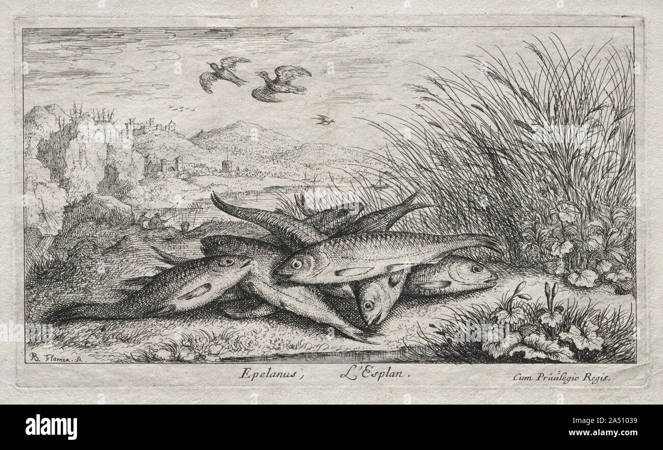 Süßwasserfische, Teil II: Epelanus, L Esplan. Stockfoto