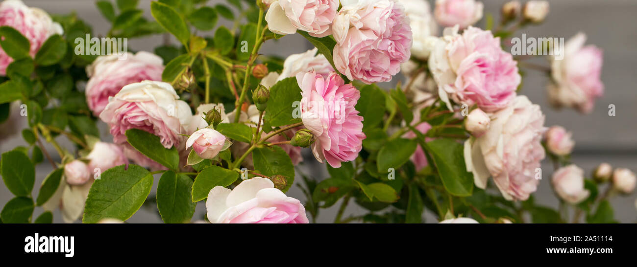 Blühende rosa Rose im Garten an einem sonnigen Tag. Rosen Banner Stockfoto