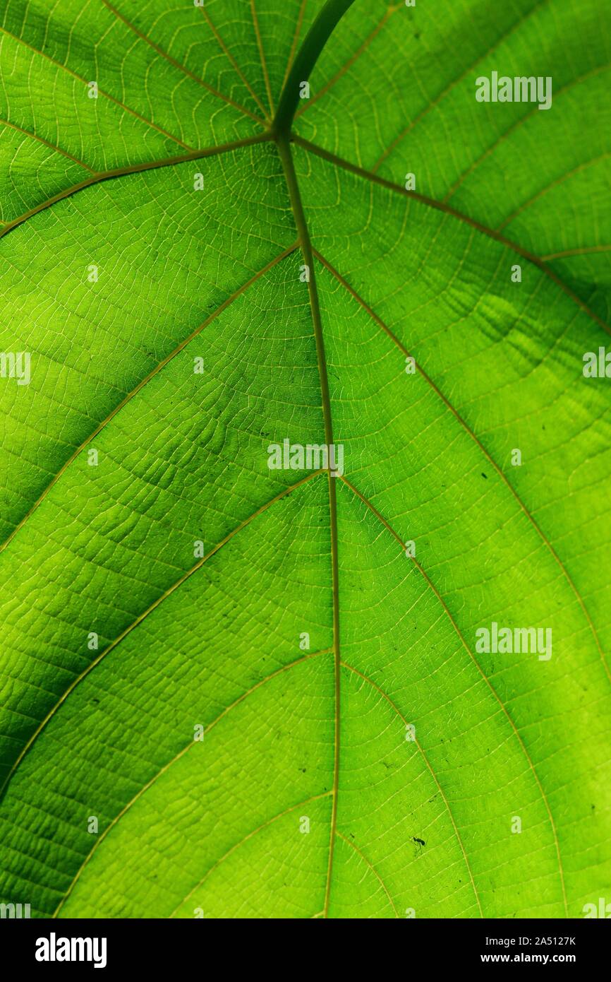 Ganz in der Nähe von Green Leaf Stockfoto