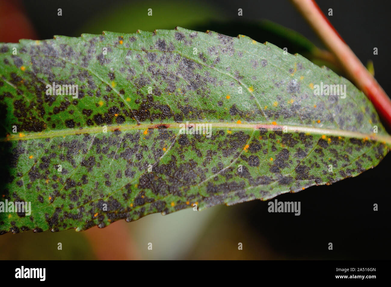 Marssonina schwarzer Blattfleck auf violettem Weidenblatt, Salix viminalis Stockfoto
