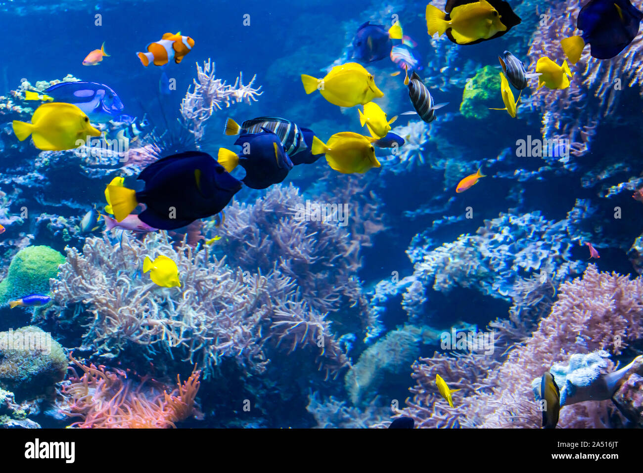 Schöne Unterwasserwelt mit tropischen Fischen Stockfoto