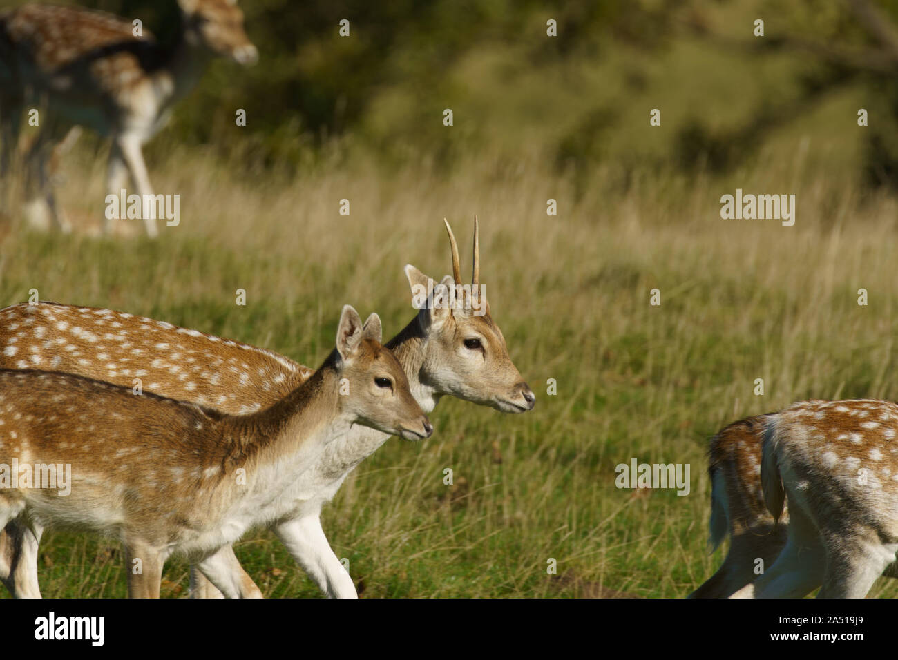 Zwei gesprenkelte, beschichtete Damhirschen standen nebeneinander, Studley Royal, Ripon, North Yorkshire, England, VEREINIGTES KÖNIGREICH. Stockfoto