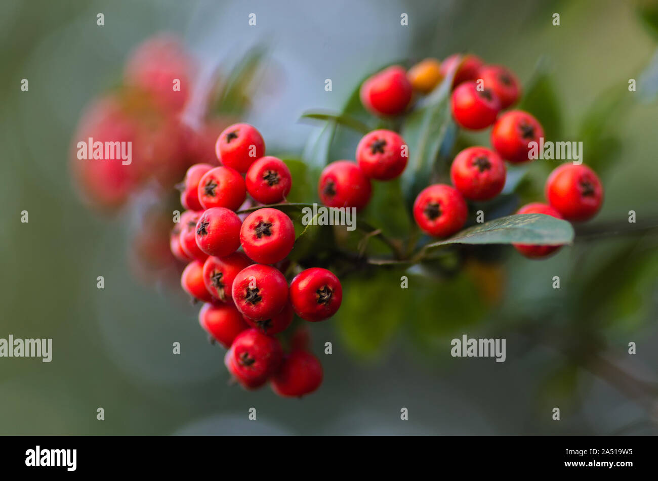 Nicht essbar giftig rote Beeren, pyracanthas, Rosaceae Stockfotografie -  Alamy