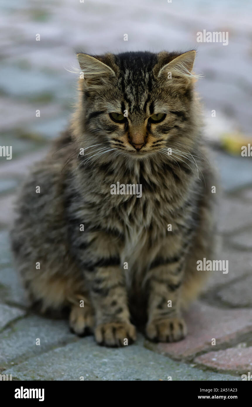 Schöne flauschige Katze sitzt und Suchen umgekippt Stockfoto