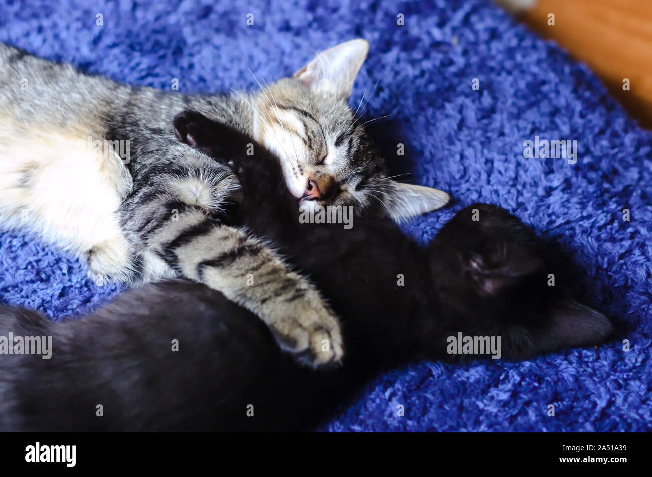 Zwei schöne Kitten einander beim Schlafen auf einem flauschigen Kissen Stockfoto