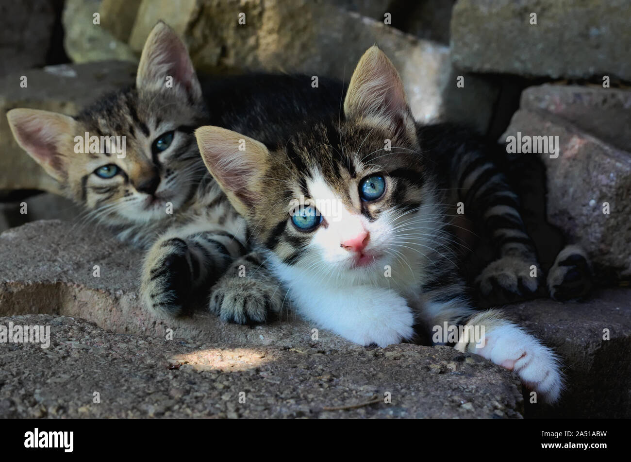Zwei adorable tabby Kitten zusammen auf dem Boden Stockfoto
