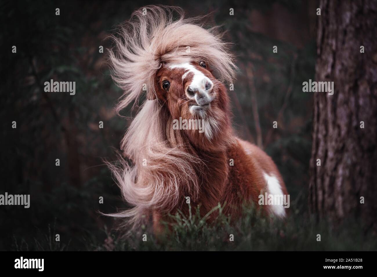 Shetland Pony Portrait Stockfoto