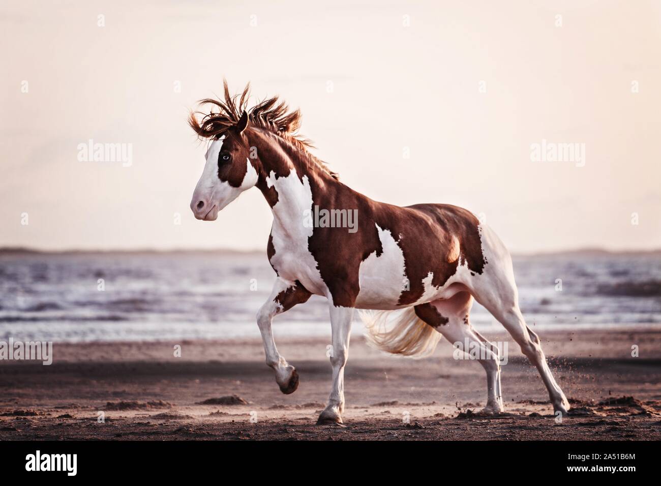 Welsh Pony im Galopp Stockfoto