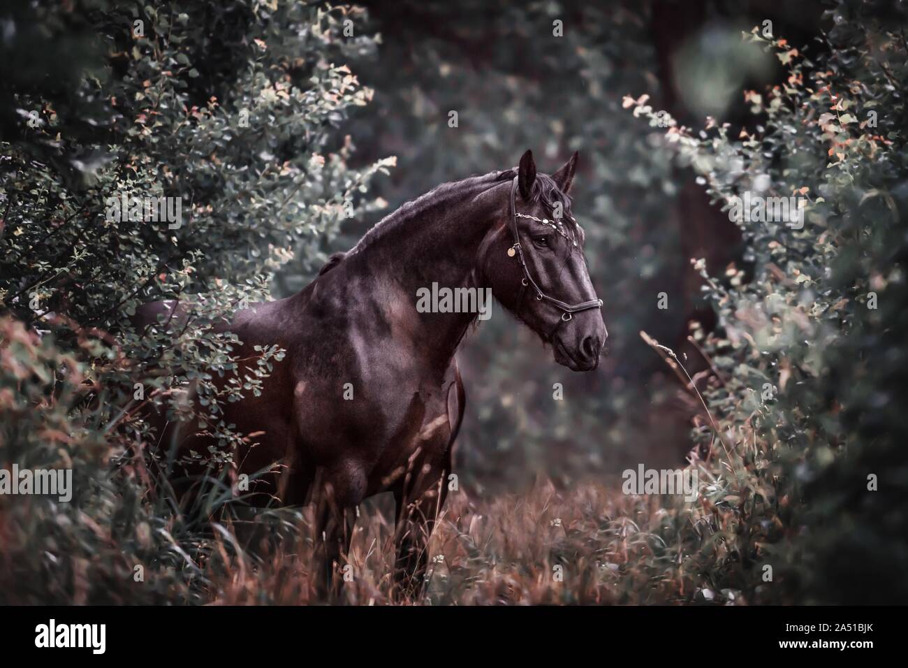 Noriker Pferd Stockfoto