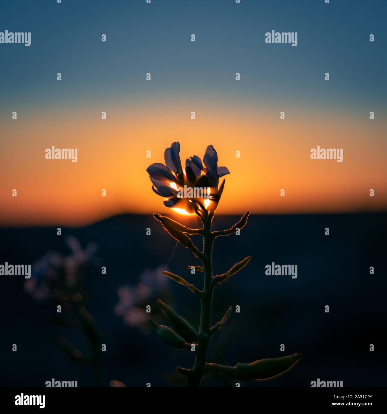 Sonnenuntergang Blume Stockfoto