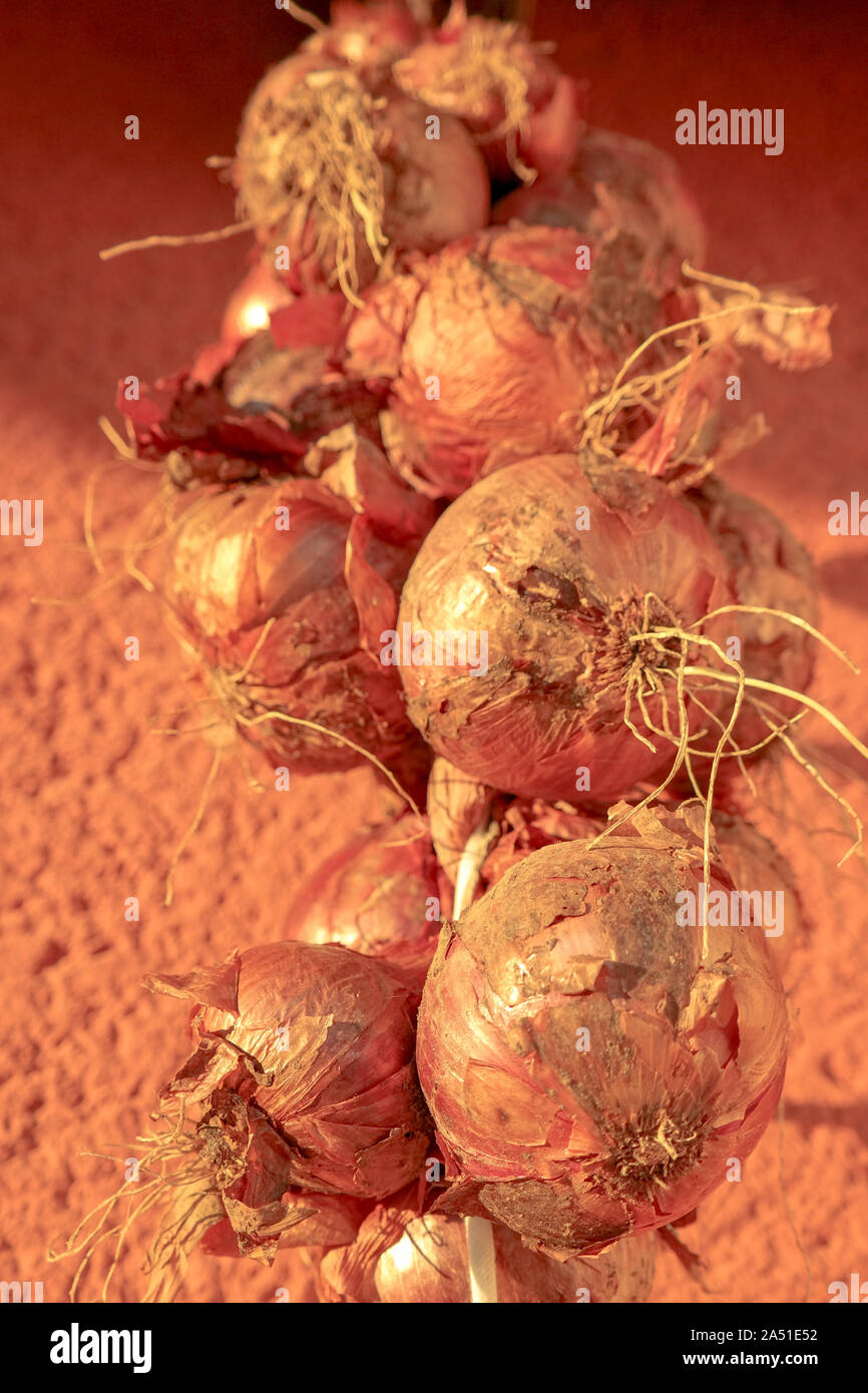 Rote Zwiebel hängen auf der schönen goldenen Stunde Stockfoto