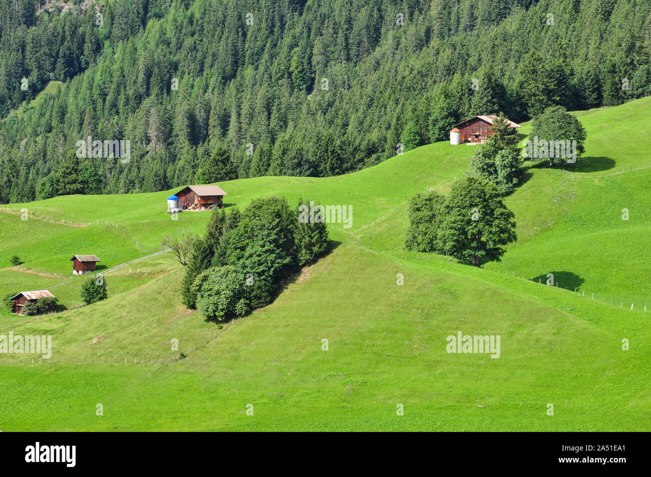 Wiesen und Bäume auf hügeligen Tal in der Nähe Allmend (oben) Wengen, Berner Oberland, Schweiz Stockfoto