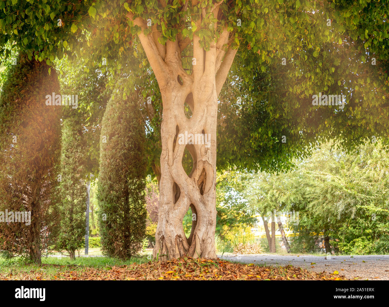 Konzipiert Baumstamm in einer schönen öffentlichen Park. Stockfoto