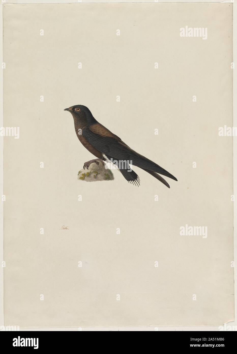 Hirundapus needle-tailed Swift (caudaculus), 1800. Stockfoto