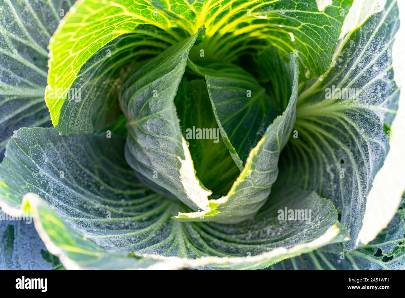 Frosty Kohl während der Ernte an Organic Farm Stockfoto