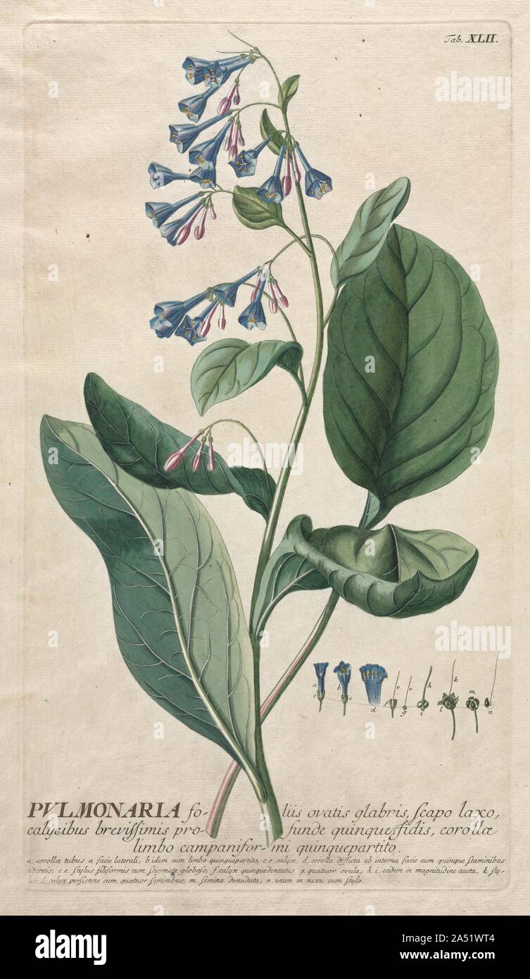 World Selectae: Nr. 42 - Pulmonaria. Stockfoto