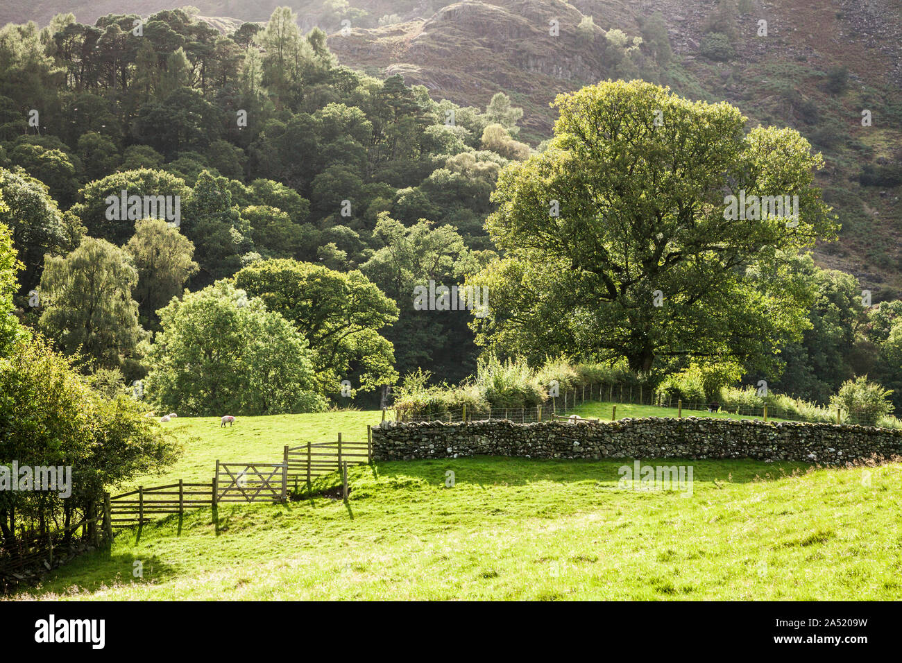 Eine pastorale Szene im Borrowdale im Nationalpark Lake District, Cumbria. Stockfoto