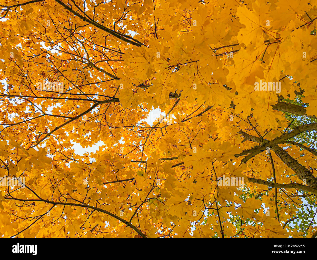 Natur Hintergrund mit orange und gelb Ahorn Blätter im Herbst. Stockfoto