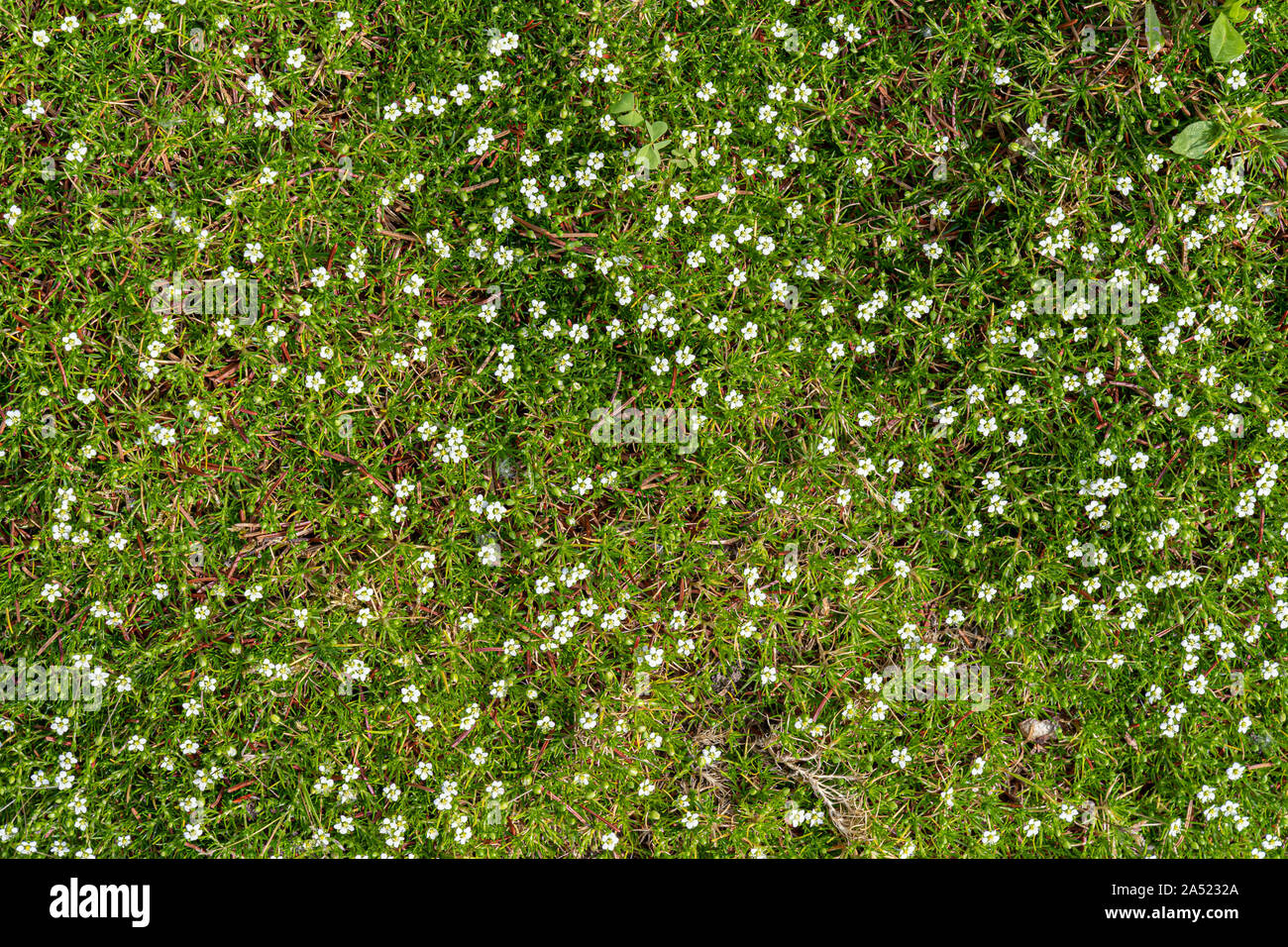 Natur Hintergrund mit kleinen weißen Blüten und Laub. Stockfoto