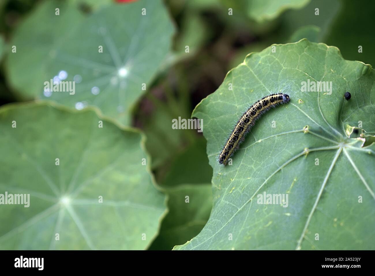 Kohl weiß Caterpillar auf einem Blatt Stockfoto