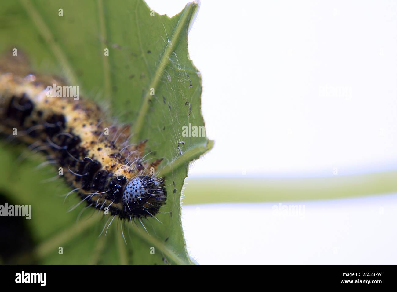 Kohl weiß Caterpillar auf einem Blatt Stockfoto