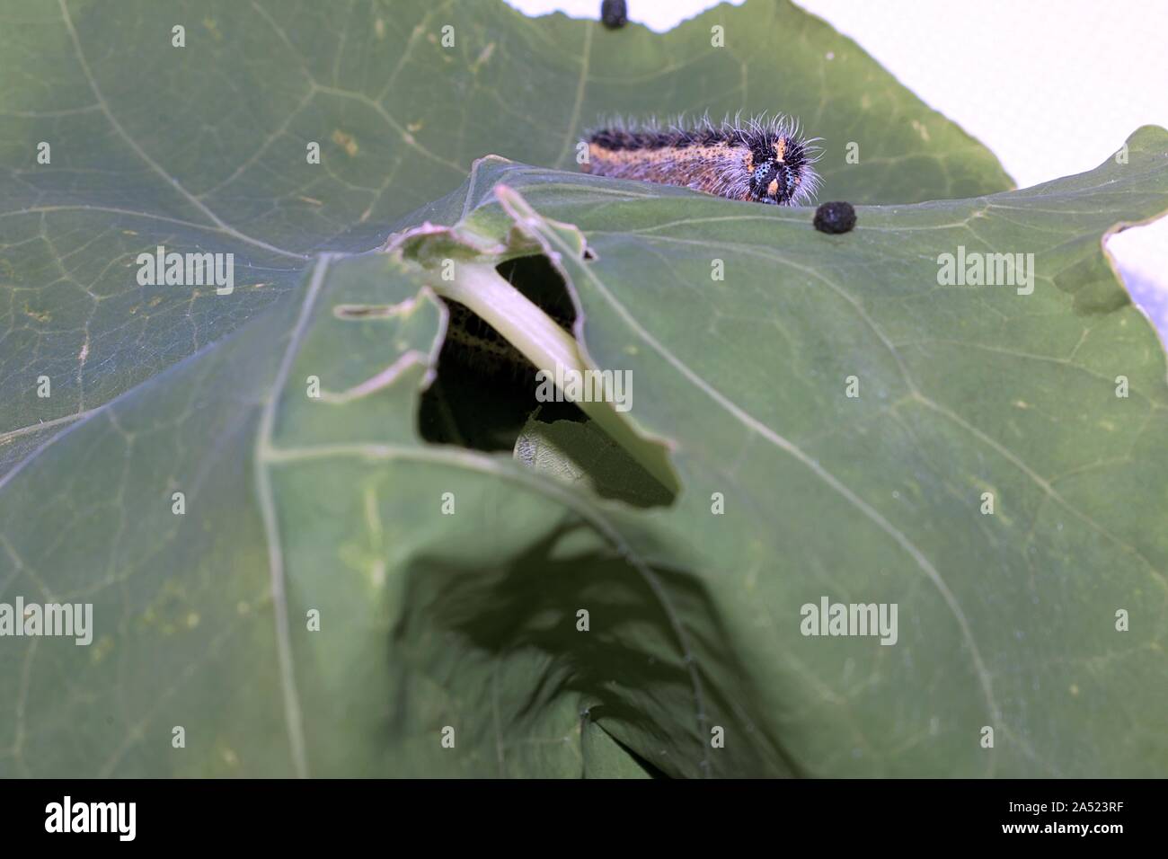 Kohl weiß Caterpillar auf einem Blatt Stockfoto