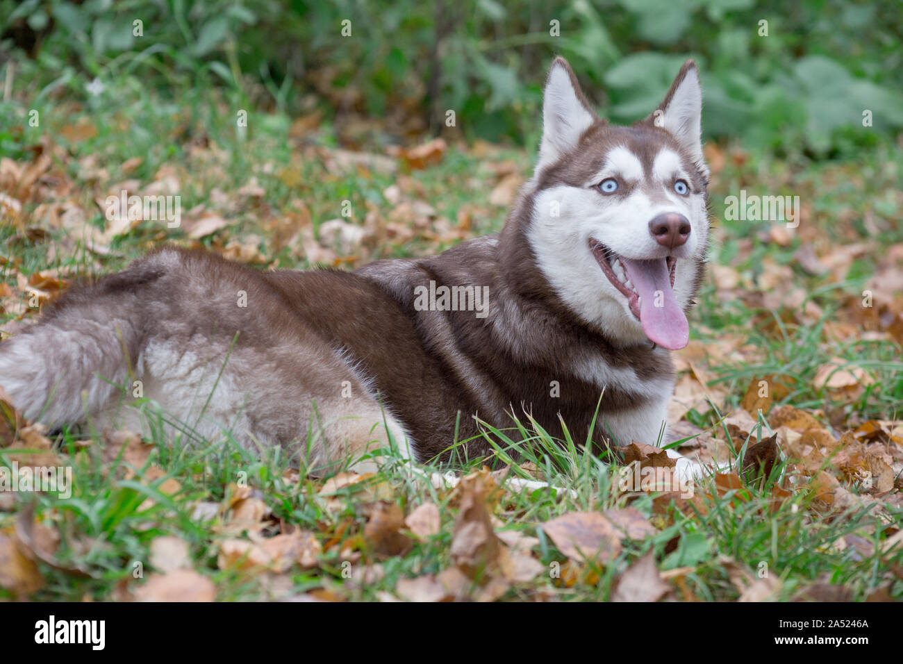 Cute Siberian Husky Welpen mit blauen Augen liegt auf einer grünen Gras im Herbst Park. Heimtiere. Reinrassigen Hund. Stockfoto