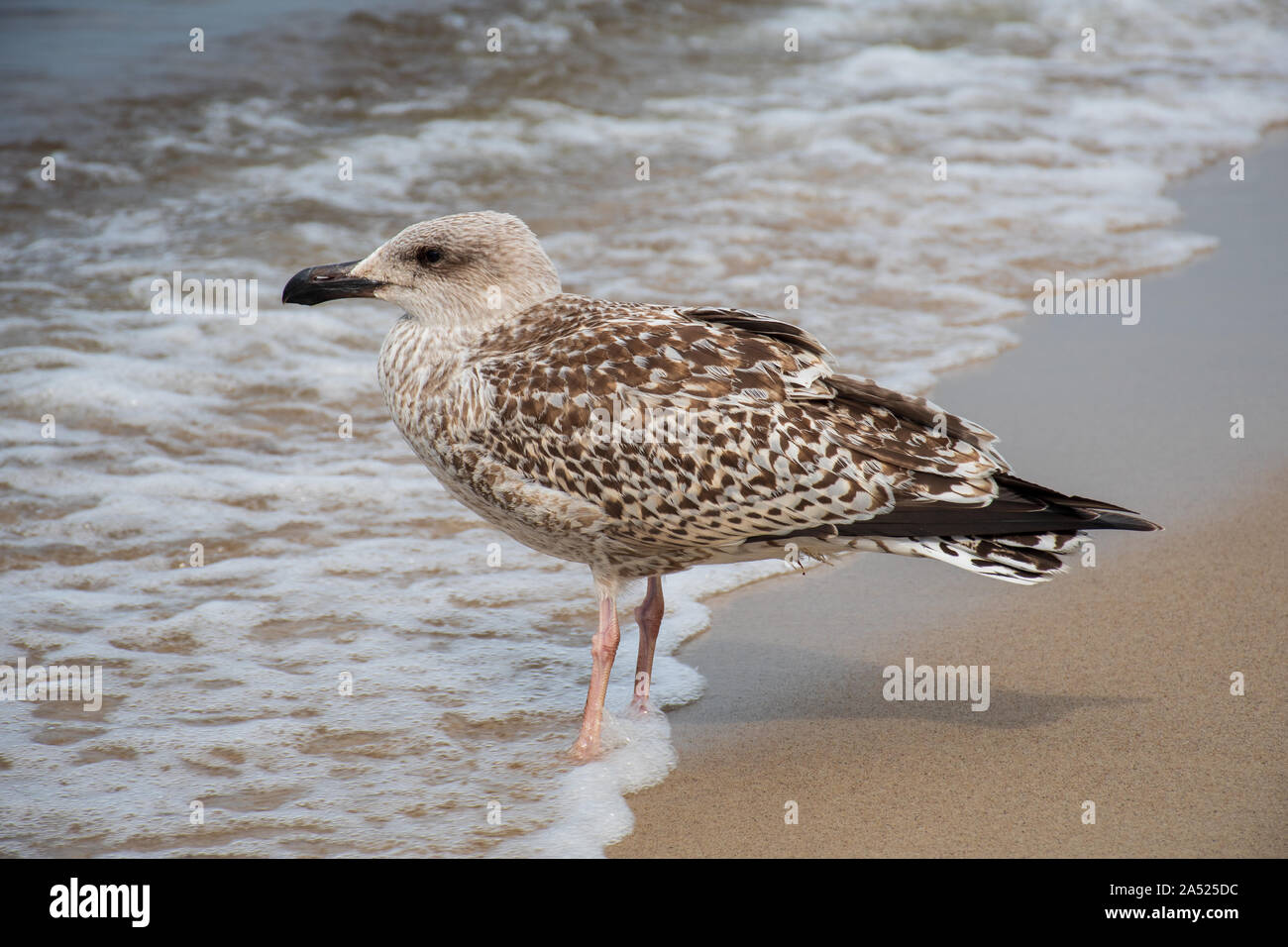 Hering junge Möwe auf dem Sandstrand, in der Nähe Stockfoto