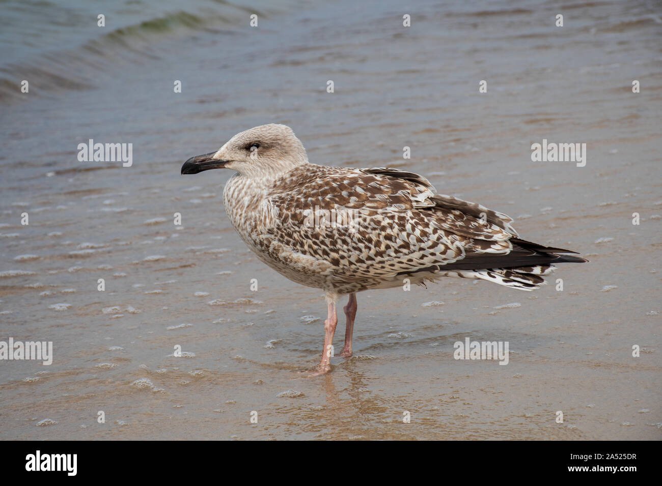 Hering junge Möwe auf dem Sandstrand, in der Nähe Stockfoto