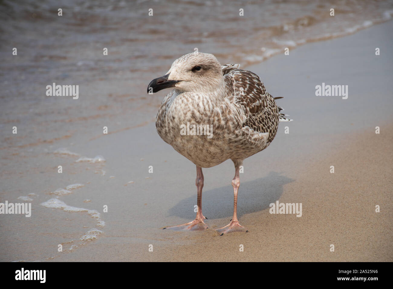 Hering junge Möwe auf dem Sandstrand, in der Nähe Stockfoto