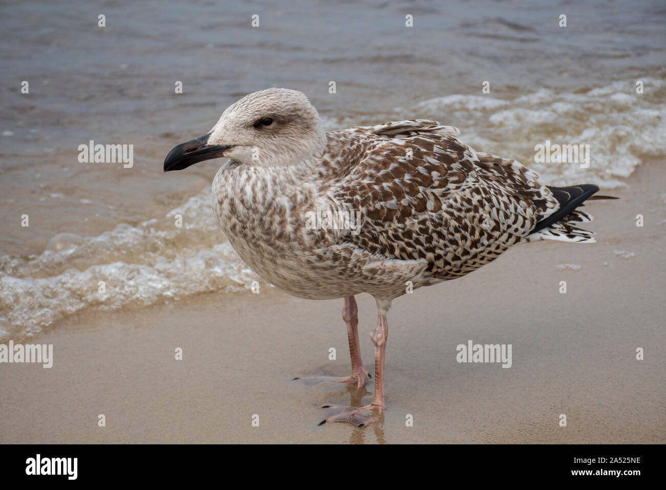 Hering junge Möwe auf dem Sandstrand, in der Nähe Stockfoto